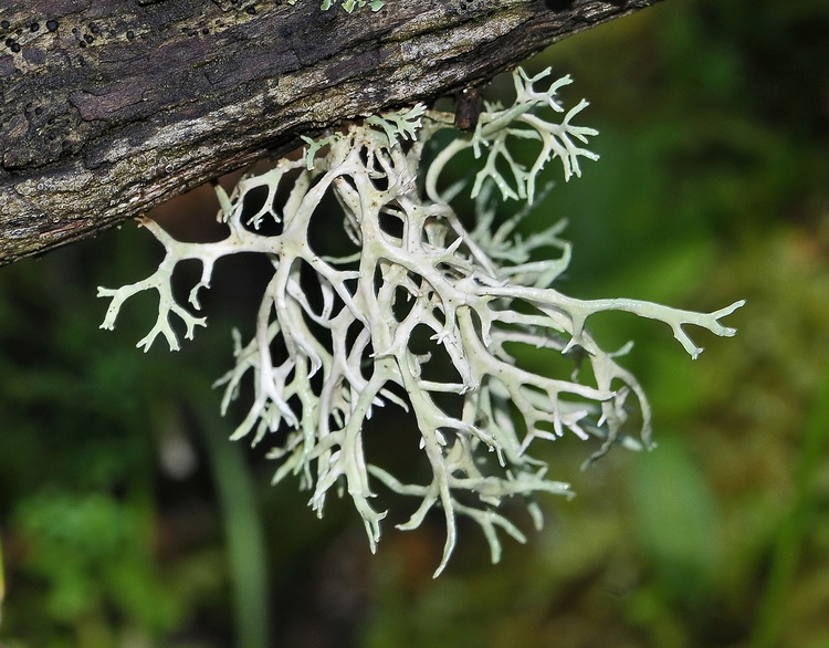 Evernia prunastri